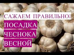 Kak Posadit Chesnok Pravilno Posadka Chesnoka Vesnoj Youtube