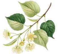 Linden Tree」の写真素材 | 100,270件の無料イラスト画像 ...