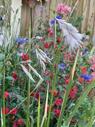 Image result for Dierama densiflorum