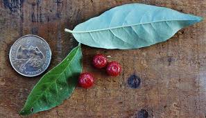I tried googling it, but didn't come up with anything helpful. Autumn Olive Foraging For Autumnberries
