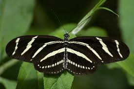Black And White Striped Insect With Wings Black White Stripe Butterfly By Happeningstock On Deviantart Butterfly Black And White Butterfly Butterfly Chrysalis