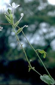 Image result for Plumbaginaceae