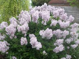 Miss Kim Korean Lilac Syringa Pubescens Subsp Patula Miss Kim This Upright Dwarf Compact Lilac Blooms Later Th Colorful Shrubs Lilac Online Plant Nursery