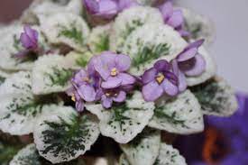Tips to save money with rare african violets for sale offer. African Violet Grape Treat Semi Miniature Variegated Blooming Size