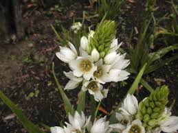 Image result for Hyacinthaceae