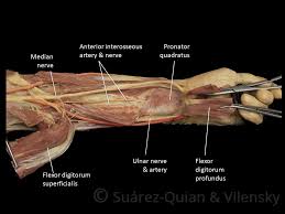 The tendons of these form the anatomical snuff box. Muscles Of The Anterior Forearm Flexion Pronation Teachmeanatomy