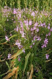 Image result for Striga asiatica