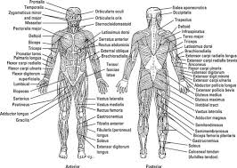 Human muscle system, the muscles of the human body that work the skeletal system, that are under voluntary control, and that are concerned with the following sections provide a basic framework for the understanding of gross human muscular anatomy, with descriptions of the large muscle groups. What S In A Name Identifying Muscles Dummies
