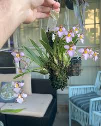 Image result for Rhynchosia resinosa