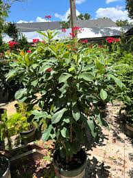 Image result for Jatropha campestris