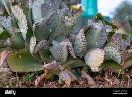 Image result for Kalanchoe marmorata