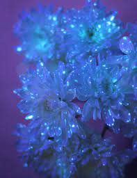 Natural glow in the dark flowers. Flower Science Experiment For Kids Diy Glowing Flowers