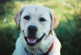 A clay paw print (made at home) and a lock of fur, if desired. Longenbaugh Veterinary Hospital In Cypress Copperfield Area Of Houston Texas 77095 Home