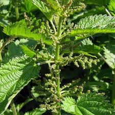 Image result for Urtica