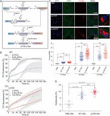 Understanding the biological implications of one of the most common mrna. Scienceofparkinsons On Twitter Parkinsons Related Phosphorylation At Tyr39 Rearranges A Synuclein Amyloid Fibril Structure Revealed By Cryo Em Illuminates The Mechanism Of Py39 Pathology Highlights Importance Of Posttranslational Modifications