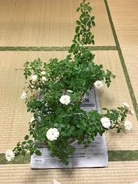 あさがお にっき - はてなブログ