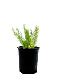 Image result for Asparagus natalensis