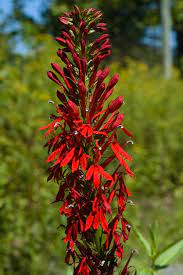 We did not find results for: Landscape Plants Rated By Deer Resistance Rutgers Njaes