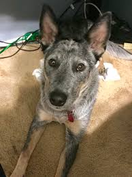 9 month old australian cattle dog. Bindi Our Australian Cattle Dog Blue Heeler We Named Her After Steve Erwin S Daughter She S 9 Months Old Eyebleach