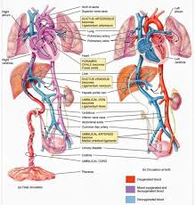 Image result for Fetal Circulation
