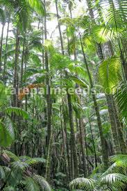 Image result for Archontophoenix alexandrae