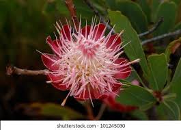 Image result for Protea madiensis