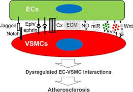 As in cardiac muscle cells, the configuration of the nuclear membranes in smooth muscle cells changes during contraction and. Frontiers Endothelial Vascular Smooth Muscle Cells Interactions In Atherosclerosis Cardiovascular Medicine