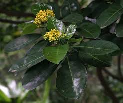 Image result for Psychotria heterosticta