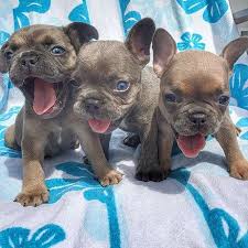 One of the benefits of having our dogs is to share the joy they bring with others. French Bulldog Breeder Based In Houston Texas Producing Top Quality French Bulldogs With Beautifu French Bulldog French Bulldog Breeders Cute French Bulldog