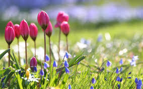 Spring Flowers Wallpapers Hd Wallpapers Backgrounds Images Art Photos Spring Flowers Background Wallpaper Nature Flowers Spring Flowers Images