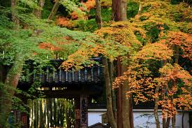 もみじと竹の華やぐ地蔵院 淡い彩りの秋の竹の寺 京都もよう Kyoto Moyou