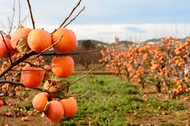 Check spelling or type a new query. How To Plant Grow Prune And Harvest Persimmons Harvest To Table