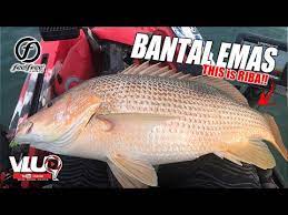 Jenahak Saiz Idaman Vluq 156 Kayak Fishing Malaysia Youtube Kayak Fishing Pet Fish Fish