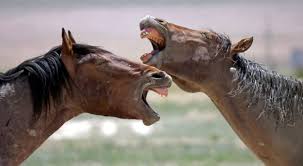 It is inaccessible during your first few visits through the wild area. The Horses Are Wild Time To Tame Our Policy