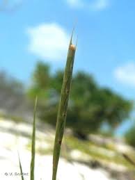 Image result for Lepturus repens