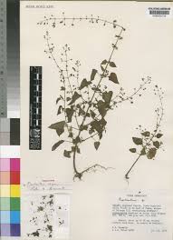 Image result for Equilabium