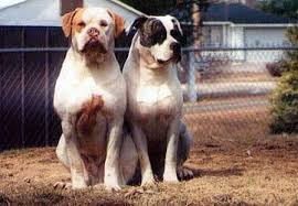 Want to know more about american bulldog dog? American Bulldog Pictures