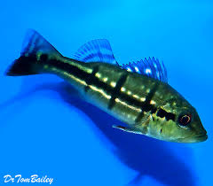 Peacock Bass Cichlids