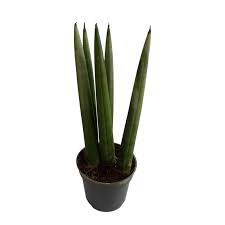 Image result for Sansevieria cylindrica