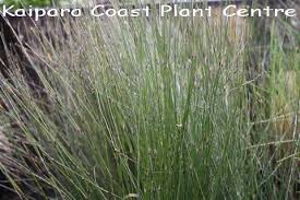 Designed for practicality and quality in mind. Kaipara Coast Plant Centre Apodasmia Similis Oioi Grasses