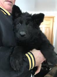 Your german shepherd puppy month by month, 2nd edition: German Shepherd Dog Puppy Dog For Sale In Nelson Wisconsin