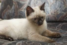 I have a girlfriend, michelle. What Makes Siamese Cats Different 7 Fascinating Facts Faqcats Com