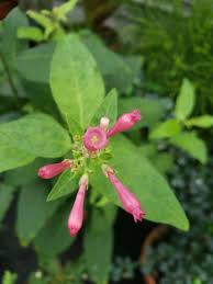 Image result for Cestrum
