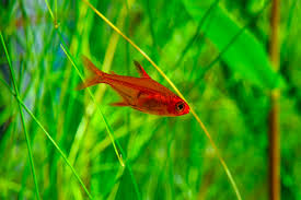 How Many Ember Tetras In A 10 Gallon Tank Can You Keep? - Badman'S Tropical  Fish