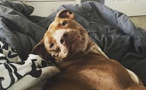 It's easier to pay for floor repairs in one spot than an entire apartment. 4 Easy Ways To Make Apartment Living With Your Dog A Dream Come True Barkpost