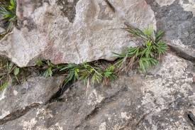 Image result for Megalochlamys