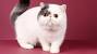 Persian Exotic Shorthair