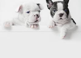 The french bulldog also affectionately known as, the frenchie, frenchie puppies, appeared during the 19th century in nottingham, england as a smaller version of the english bulldog and is often referred to as the toy english bulldog. Two French Bulldog Puppies Peer Over A Greeting Card For Sale By Andrew Bret Wallis