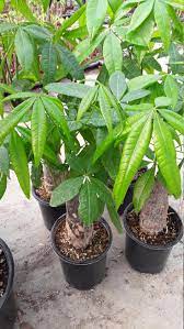 Pachira Money Tree 1 Plant Big Trunk 1 Feet Tall Etsy Pachira Money Tree Plants Money Trees