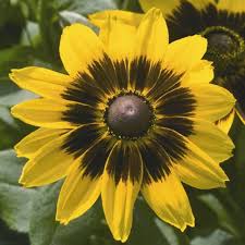 Image result for Rudbeckia hirta